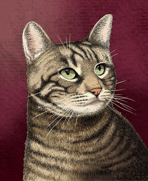 Курильский бобтейл арт