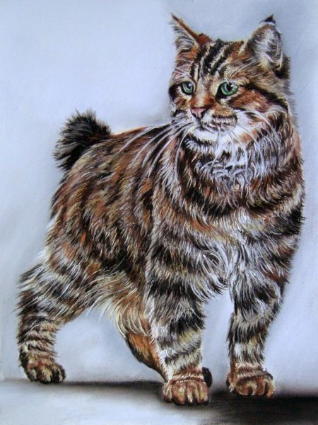 Окрас табби кошки таблица