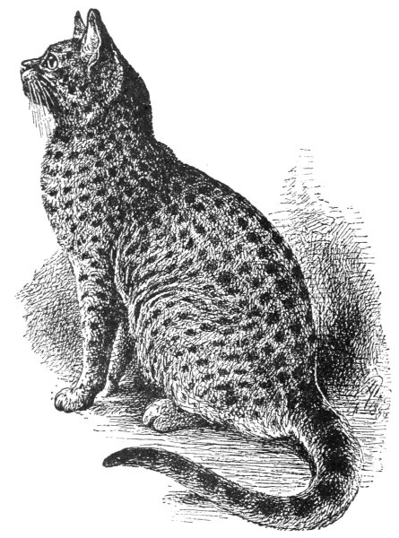 Бенгальская кошка карандашом