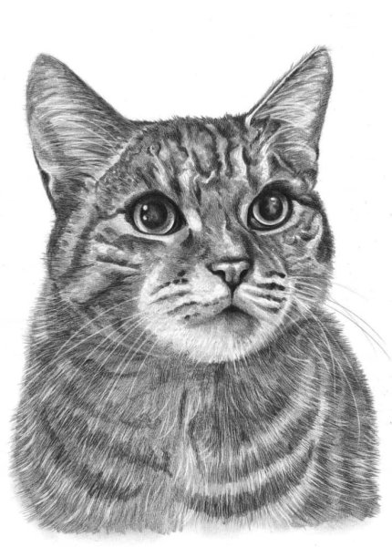 Кошка карандашом