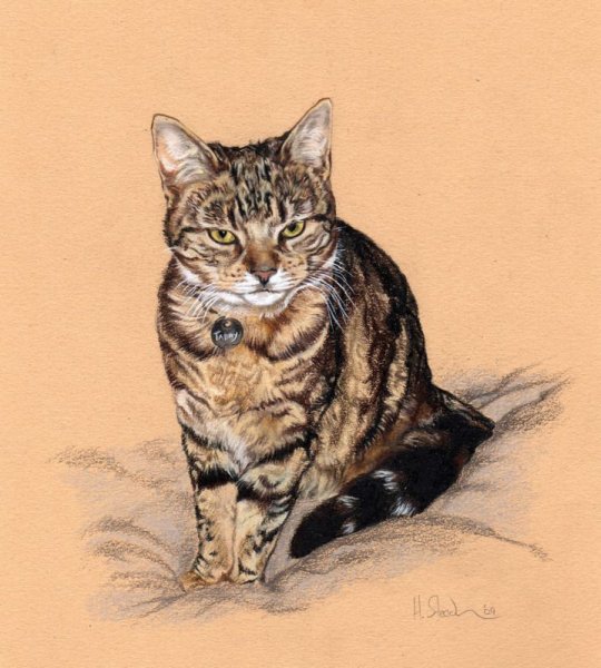 Мраморный табби британец