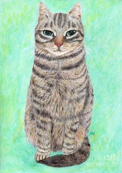 Шотландская вислоухая кошка арь