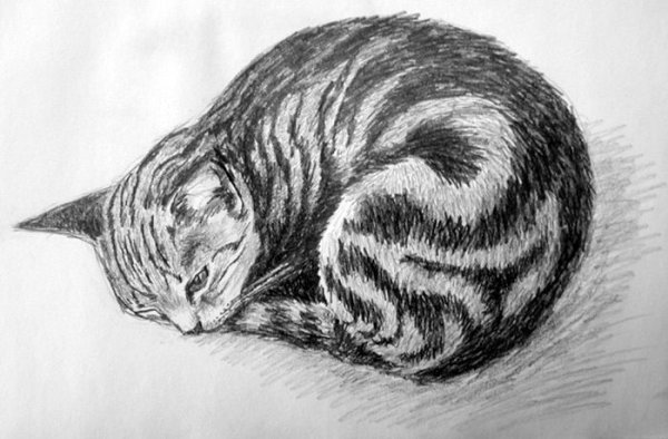 Шотландцы коты