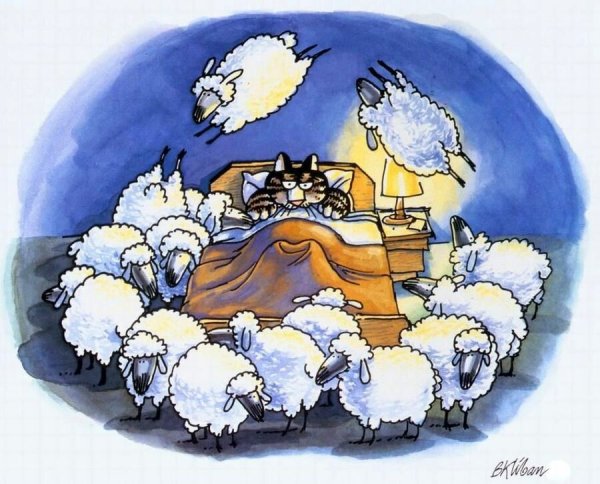 Бессонница овцы