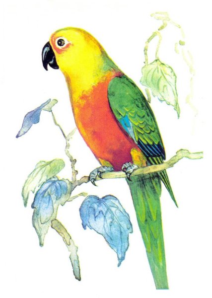 Попугай рисунок