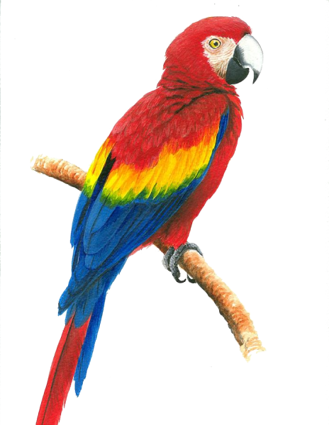 Ара для детей