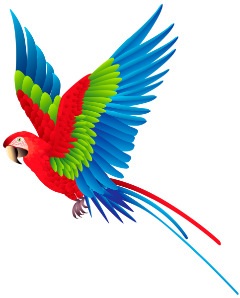 Попугай на белом фоне