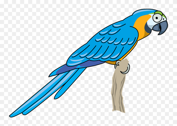 Попугай карточки для детей