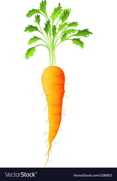 Вектор морковка с ботвой вид сбоку