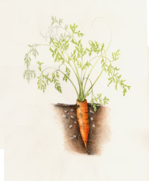 Морковь без фона