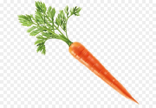 Корнеплоды на прозрачном фоне