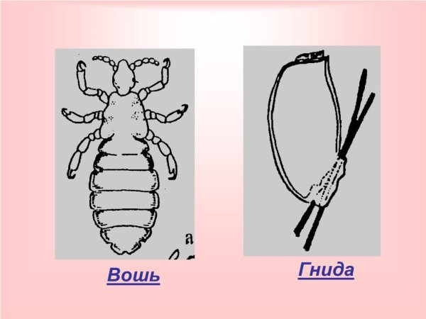 Вши зарисовка