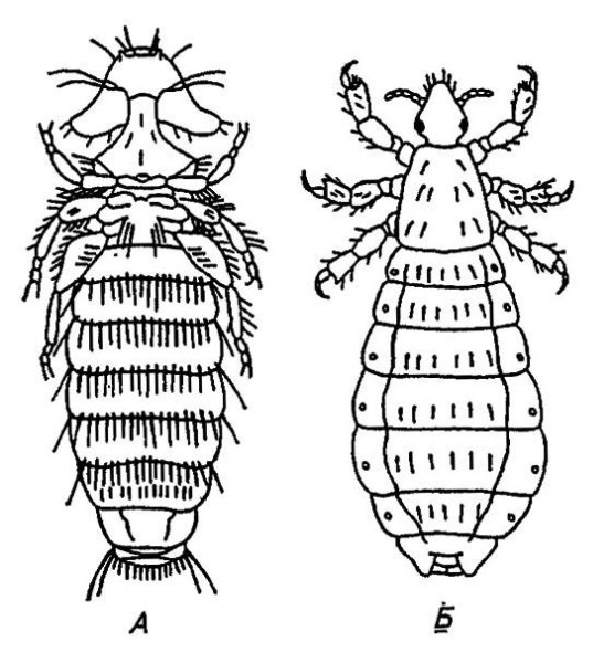 Отряд пухоеды и власоеды