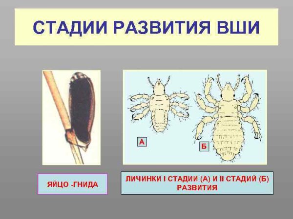 Вши головные цикл развития