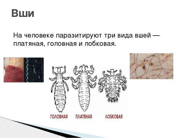 Вши головная платяная лобковая