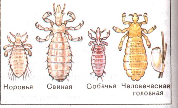 Отряд вши представители