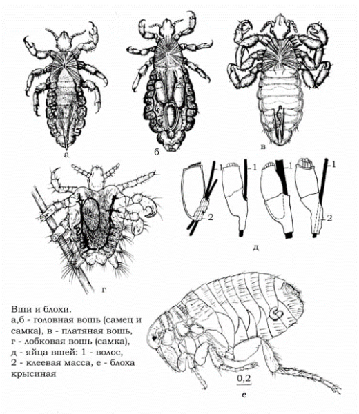 Платяная вошь строение тела