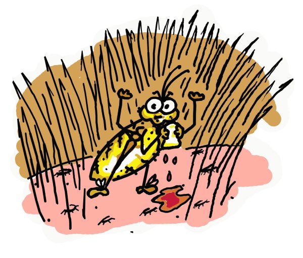 Вошь платяная с подписями