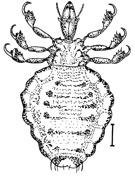 Цикл развития вши КРС