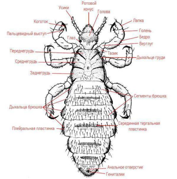 Платяная вошь строение