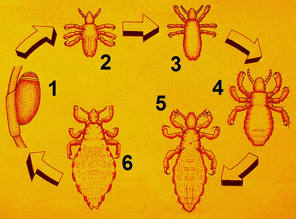 Лобковая вошь (Phthirus pubis). Строение
