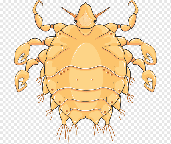 Платяная вошь отряд