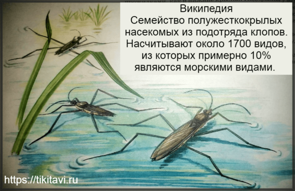 Анатомия водомерки