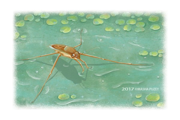 Водомерка для дошкольников