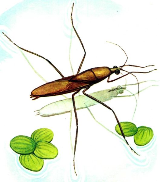 Водомерка Бианки