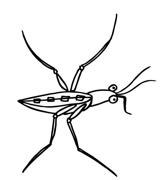 Водомерка рисунок