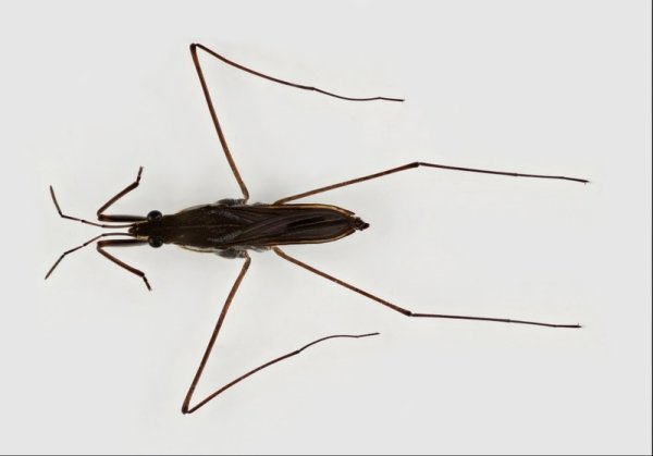 Водомерка рисунок