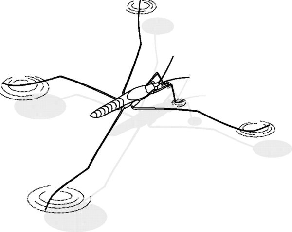 Водомерка раскраска