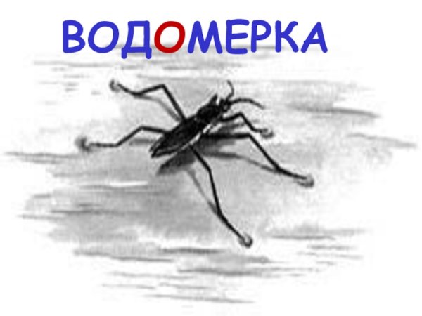 Водомерка раскраска