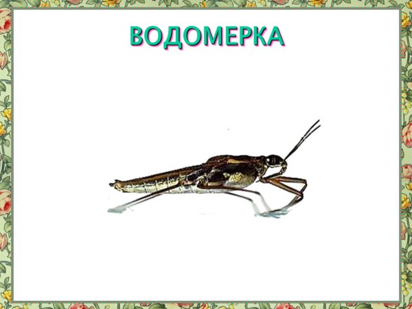 Водомерка для детей