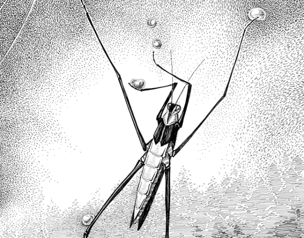 Водомерка тату