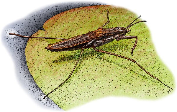 Водомерка для детей