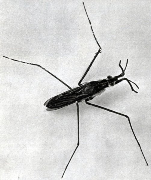 Водомерка Болотная