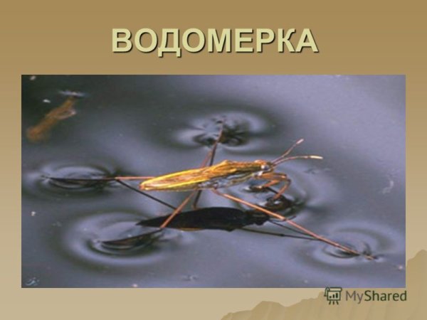 Размножение клоп-Водомерка