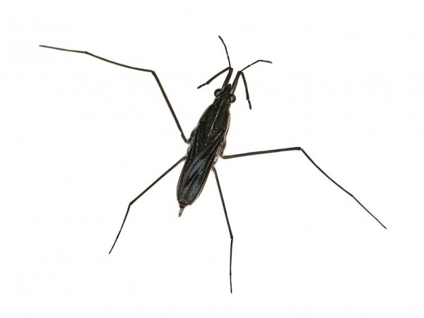 Водомерка на белом фоне