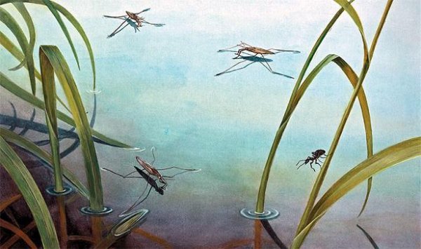 Водомерка и муравьишка