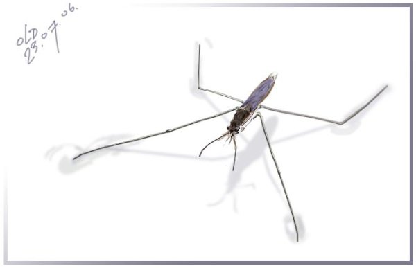 Водомерка рисунок