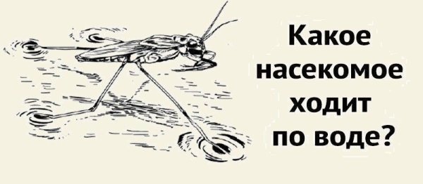 Водомерка рисунок