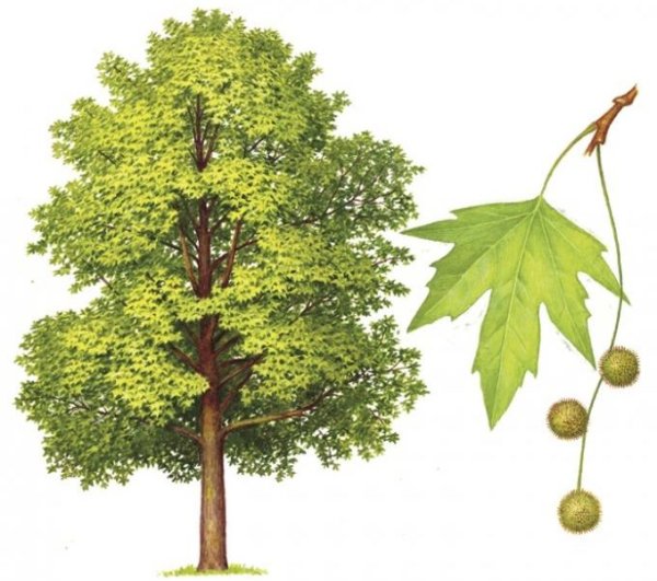 Платан дерево