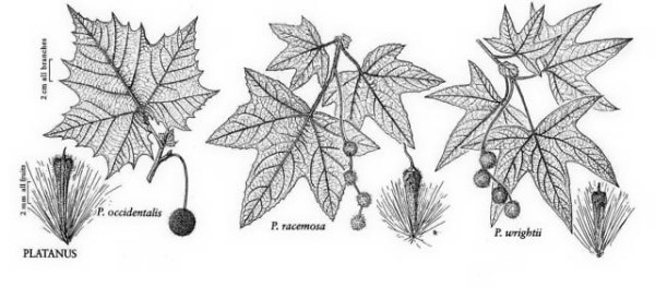 Нарисованное дерево хорошее качество