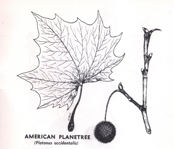 Гербарий Южный Платан