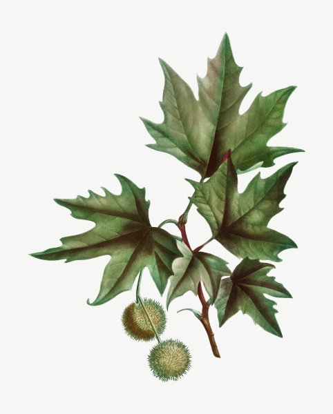 Платан гербарий