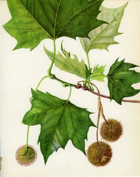 Чинара карандашом