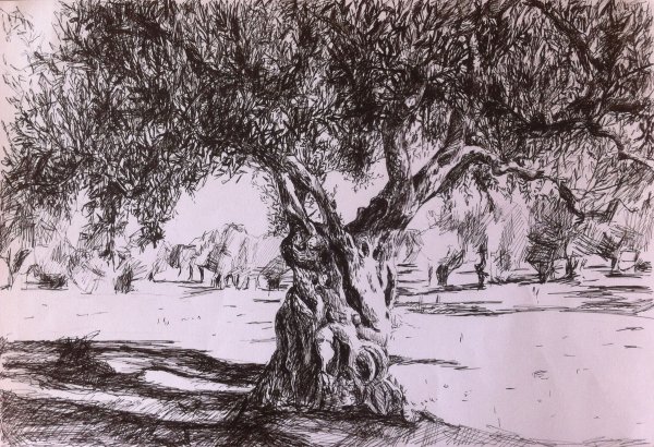 Платан листья