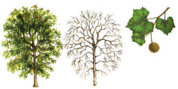 Платан листья