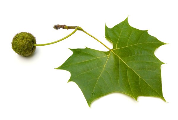 Одинокий дуб